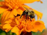 Bee on flower 7956